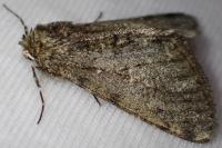Phigalia pilosaria