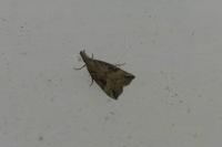 Hypena rostralis