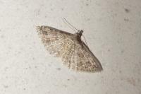 Alucita desmodactyla