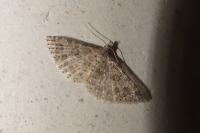 Alucita desmodactyla