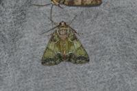 Polyphaenis sericata