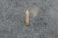 Chrysoteuchia culmella