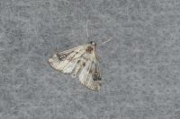 Parapoynx stratiotata