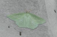 Hemistola chrysoprasaria