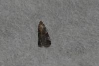 Acrobasis suavella