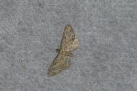 Eupithecia inturbata