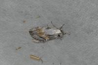 Harpyia milhauseri