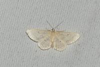 Idaea biselata