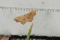 Idaea emarginata