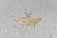 Timandra comae