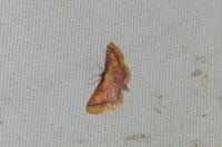 Idaea muricata