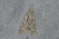 Acronicta psi/tridens