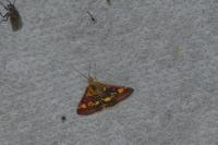 Pyrausta purpuralis