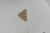 Zanclognatha lunalis