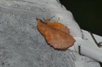 Gastropacha quercifolia