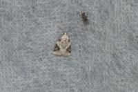 Pseudeustrotia candidula