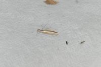 Pleurota aristella