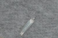 Yponomeuta
