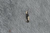 Monopis monachella