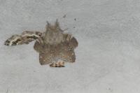 Stauropus fagi