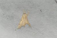 Ennomos erosaria