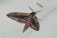 Sphinx ligustri