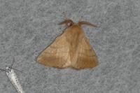Malacosoma neustria