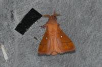 Odonestis pruni