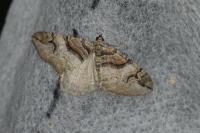 Pareulype berberata berberata
