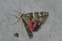 Catocala promissa