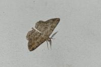Peribatodes rhomboidaria rhomboidaria