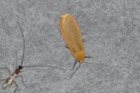 Wittia sororcula