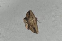 Menophra abruptaria