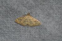 Anania verbascalis