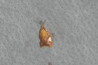 Acleris holmiana