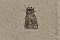 Cossus cossus