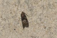 Phycita roborella