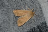 Mythimna pallens