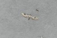 Eupithecia centaureata