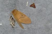 Lasiocampa quercus quercus