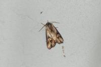Actinotia polyodon