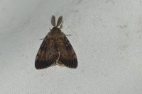 Lymantria dispar