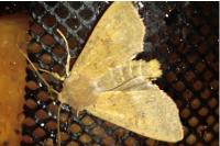 Sunira circellaris