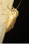 Sunira circellaris