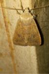 Sunira circellaris