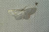 Asthena albulata