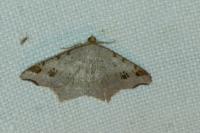 Macaria alternata