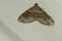 Xanthorhoe spadicearia/ferrugata