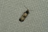 Cochylis dubitana