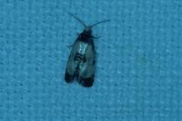 Cochylis dubitana